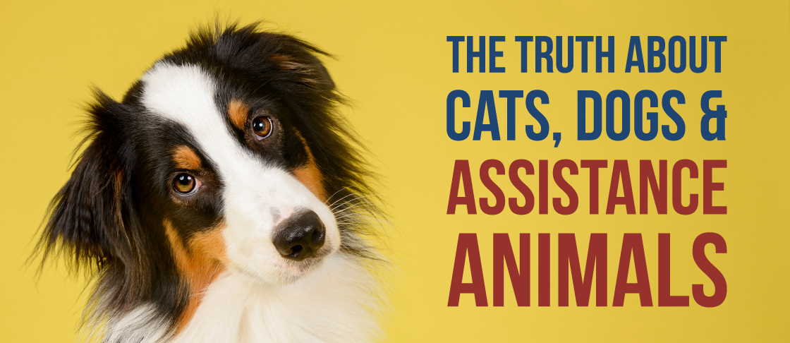 November 2019 Insight: Assistance Animals Resources Header