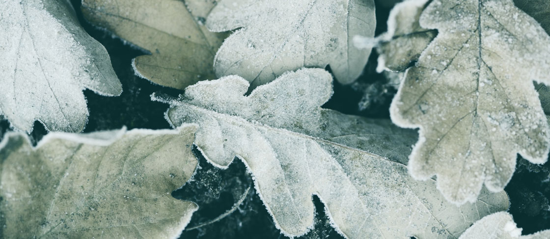 Preserving Plants in Winter image